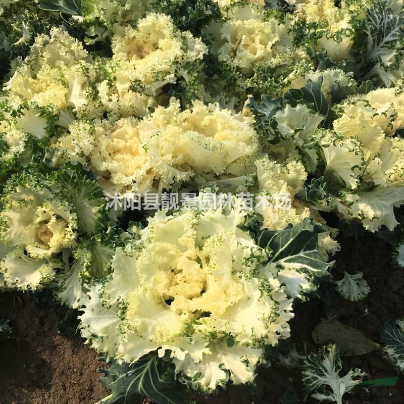 羽衣甘蓝哪里有。羽衣甘蓝俩种颜色冬季花草,羽衣甘蓝快递发货