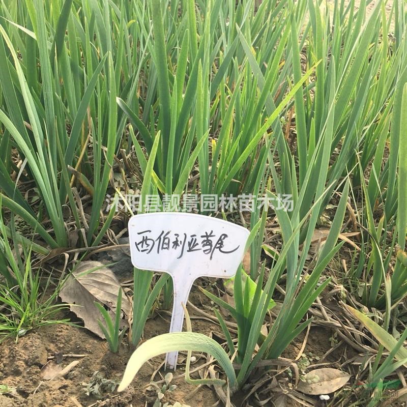 西伯利亚鸢尾产地价格,鸢尾多花色,西伯利亚鸢尾供应商?