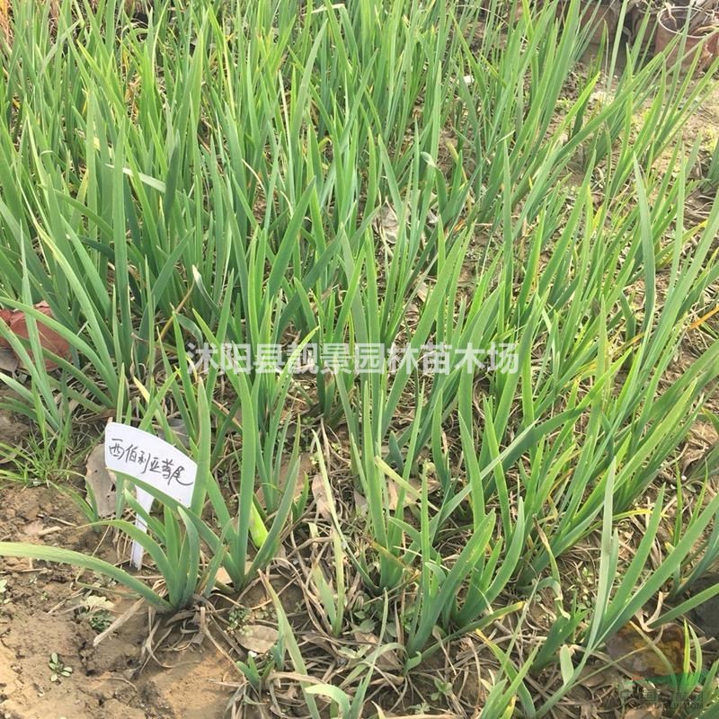 西伯利亚鸢尾产地价格,鸢尾多花色,西伯利亚鸢尾供应商?