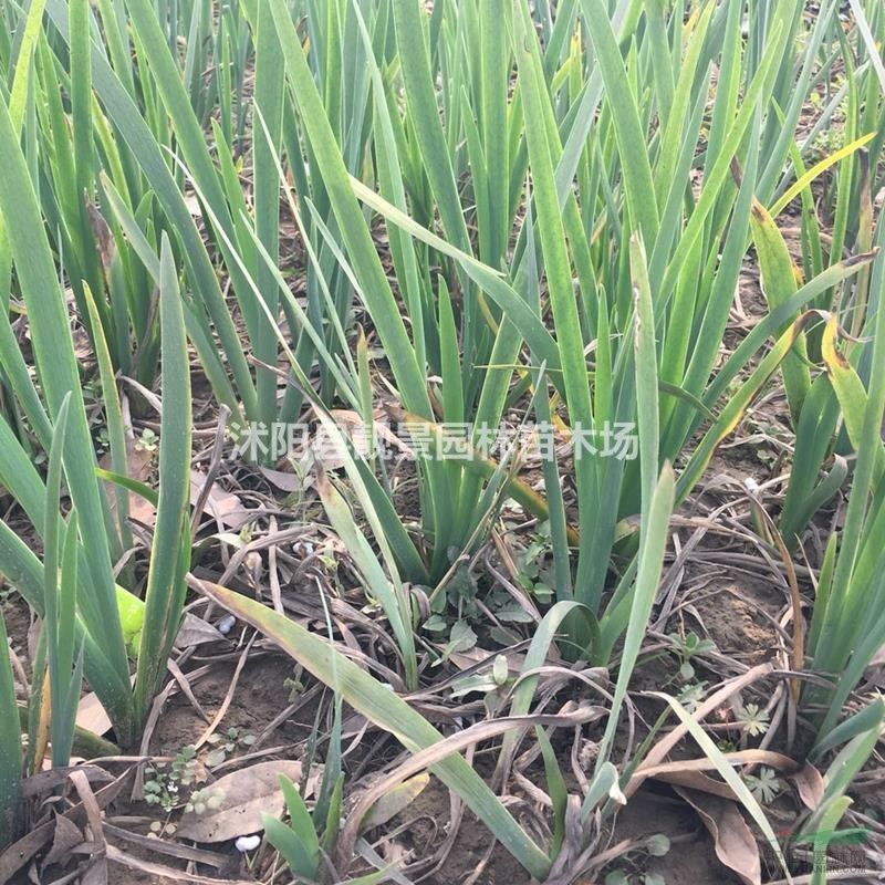 西伯利亚鸢尾产地价格,鸢尾多花色,西伯利亚鸢尾供应商?