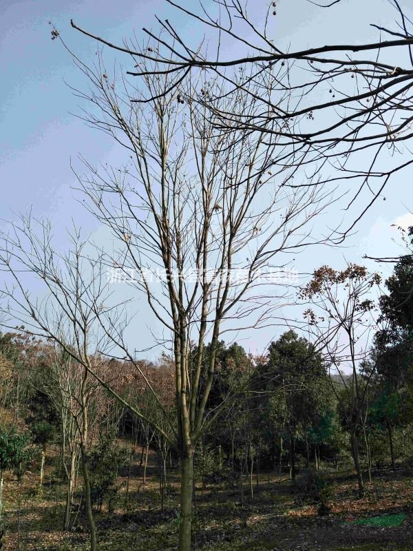 浙江無患子長興樹型優(yōu)勢