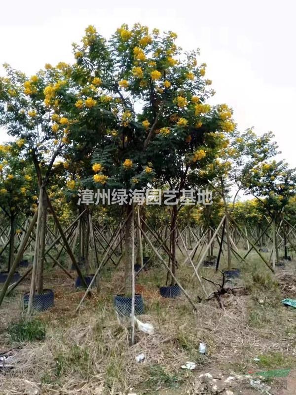 福建漳州黃花槐5公分6公分7公分最新報(bào)價(jià)