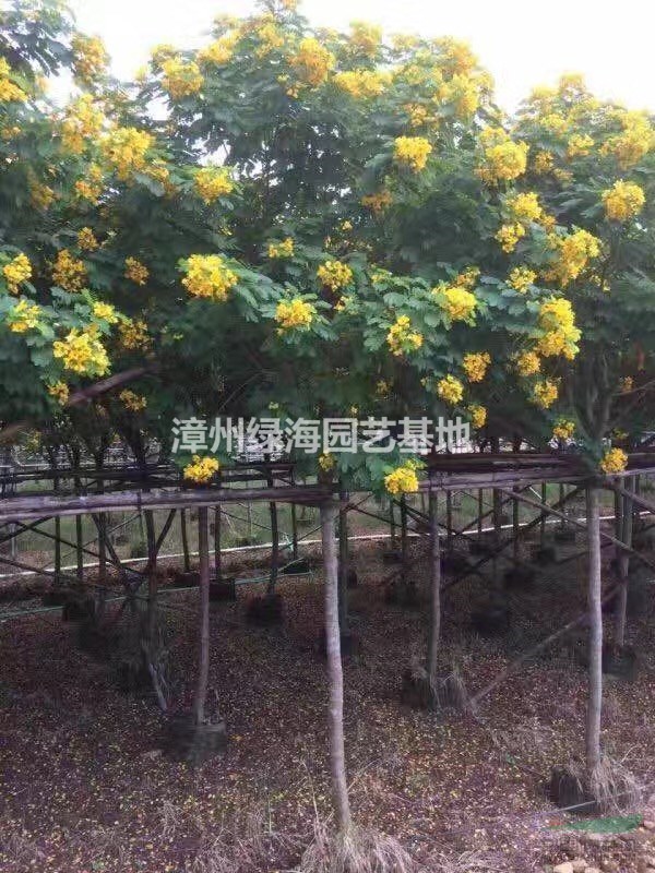 福建漳州黃花槐5公分6公分7公分最新報(bào)價(jià)
