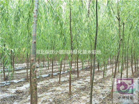 垂柳幼苗，柳樹樹苗價格