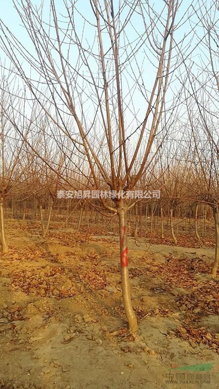 供應(yīng)碧桃 9-10公分紅葉碧桃價(jià)格 12公分紅葉碧桃哪有