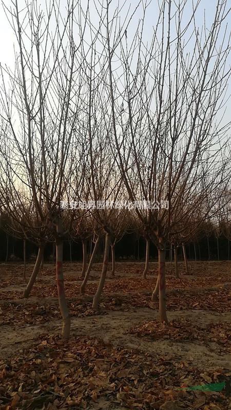 供應(yīng)碧桃 9-10公分紅葉碧桃價(jià)格 12公分紅葉碧桃哪有