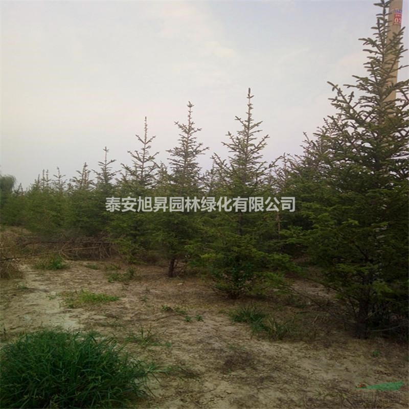 供應(yīng)河南云杉 3.5-4米云杉價(jià)格 4.5-5米云杉河南哪有