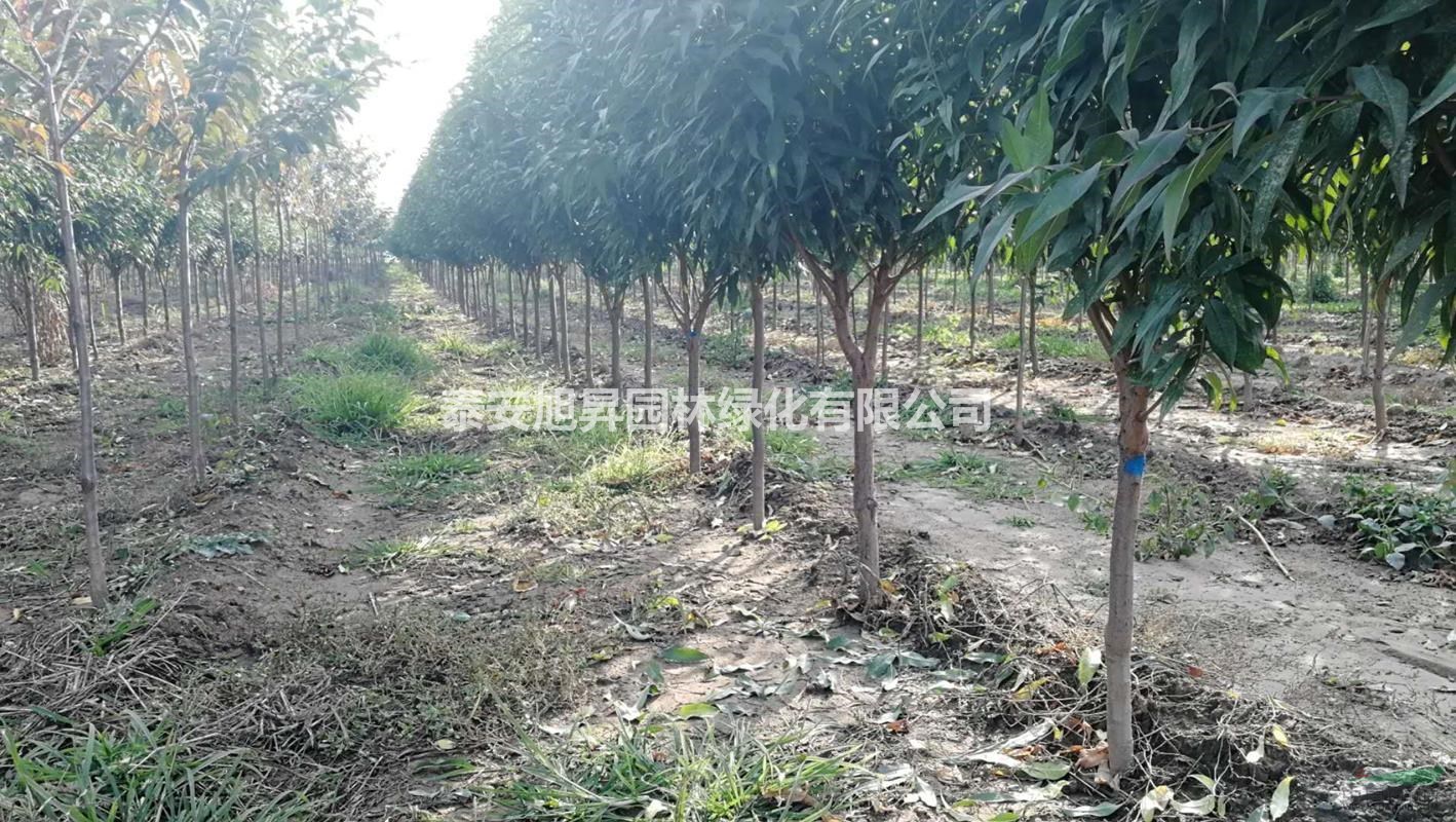 長沙帚桃 5-6公分帚桃價格 7-8公分帚桃基地 10公分帚