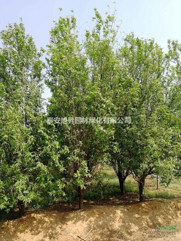 長沙帚桃 5-6公分帚桃價格 7-8公分帚桃基地 10公分帚
