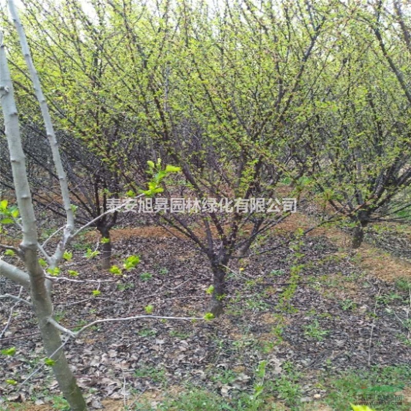 基地直銷7-8公分榆葉梅 9-10公分榆葉梅價(jià)格 12公分榆