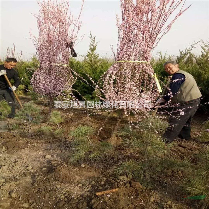 基地直銷7-8公分榆葉梅 9-10公分榆葉梅價(jià)格 12公分榆