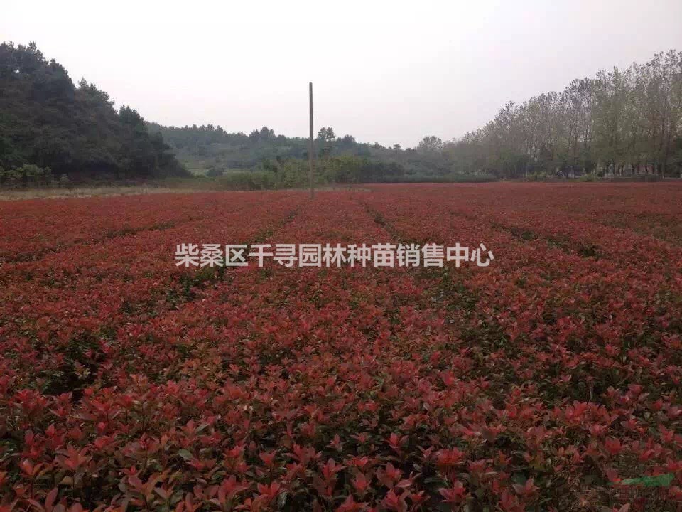 紅葉石楠小苗價格，紅葉石楠小苗0.5元一棵