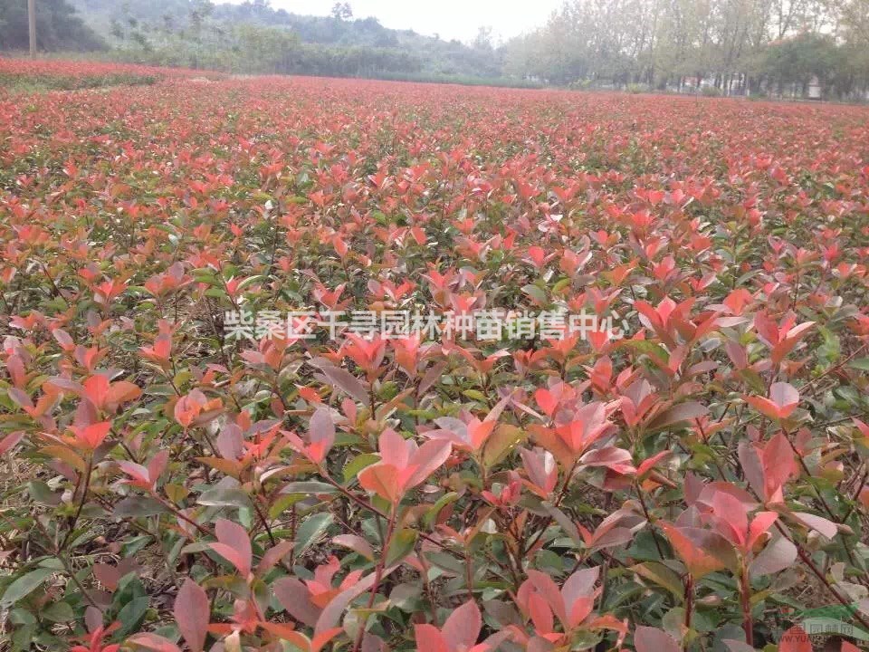 紅葉石楠小苗價格，紅葉石楠小苗0.5元一棵