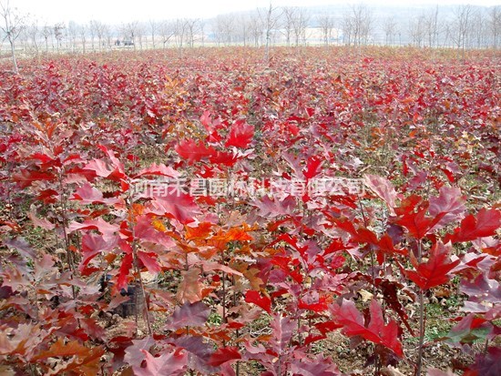 北美紅櫟小苗|美國(guó)紅橡樹(shù)價(jià)格|歐洲紅櫟報(bào)價(jià)|紅櫟基地