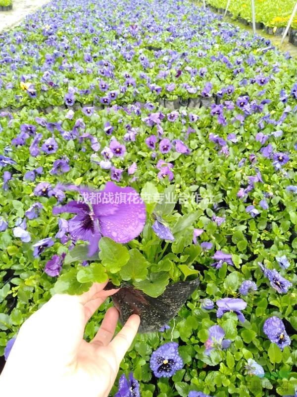 春節(jié)用花三色堇 三色堇春節(jié)花卉 三色堇苗圃批發(fā) 供應(yīng)三色堇