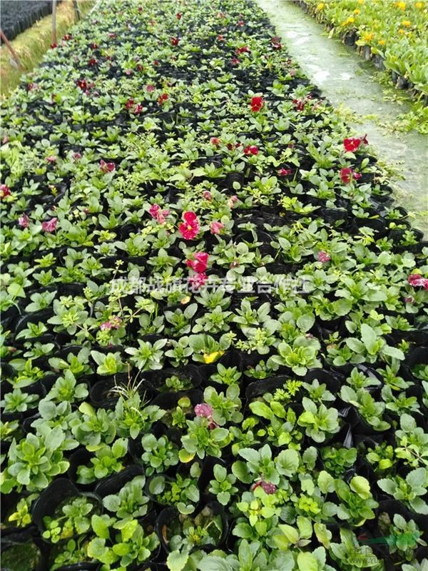 春節(jié)用花三色堇 三色堇春節(jié)花卉 三色堇苗圃批發(fā) 供應(yīng)三色堇