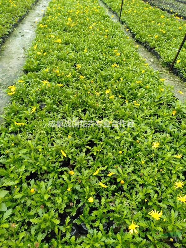 木春菊價(jià)格 木春菊苗圃批發(fā) 木春菊基地 供應(yīng)木春菊