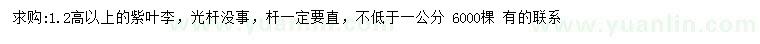 求購(gòu)高1.2米以上紫葉李