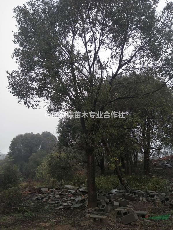 出售20-40公分香樟，大規(guī)格香樟報(bào)價(jià)。江西香樟
