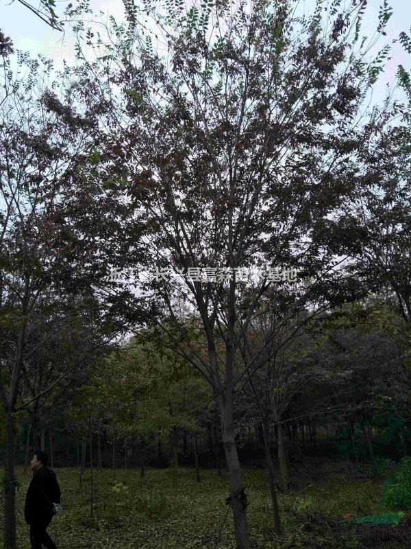 浙江櫸樹長(zhǎng)興櫸樹質(zhì)量好價(jià)格便宜