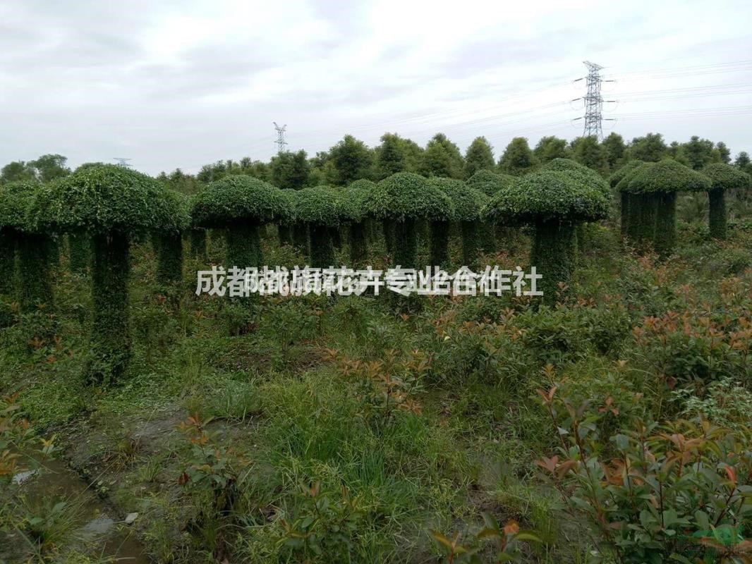 小葉女貞蘑菇造型價格 大小蘑菇造型基地 可愛童趣蘑菇造型