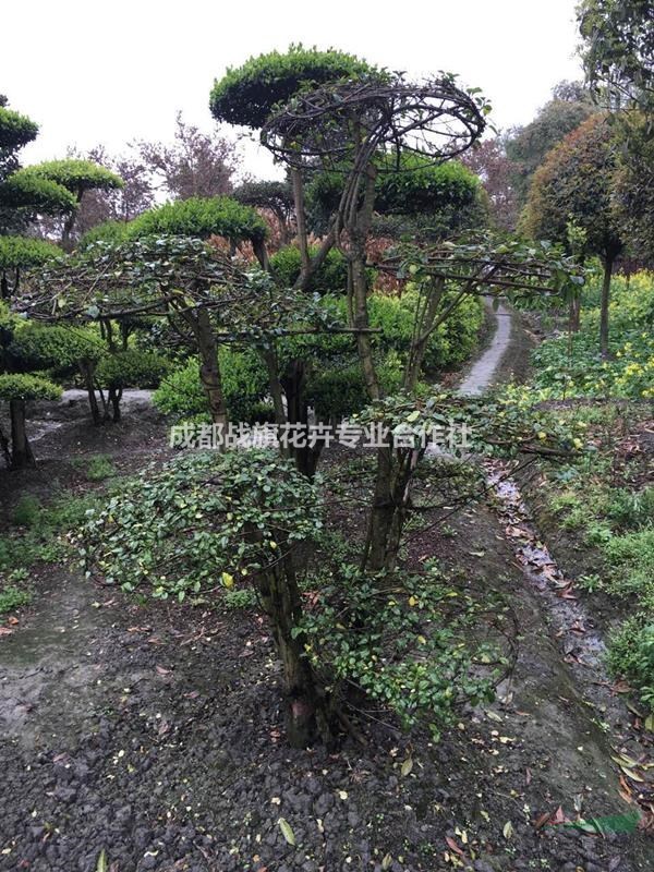 小葉女貞蘑菇造型價格 大小蘑菇造型基地 可愛童趣蘑菇造型