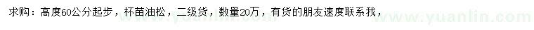求購(gòu)高度60公分起步油松