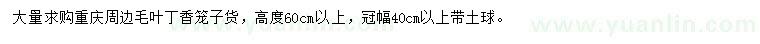 求購(gòu)高60公分以上毛葉丁香