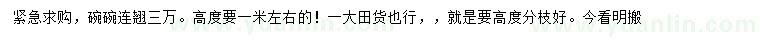 求購高1米左右連翹