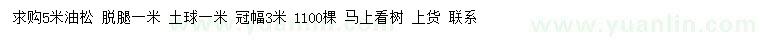 求購5米油松