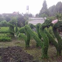 溫江小葉女貞龍造型 龍造型基地 常綠植物造型價格  