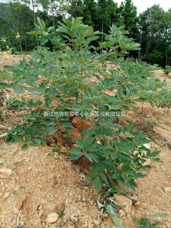 檫木小苗