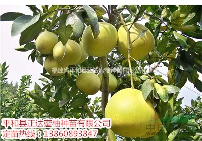 福建紅柚子苗批發(fā)|哪里有正宗紅肉蜜柚苗
