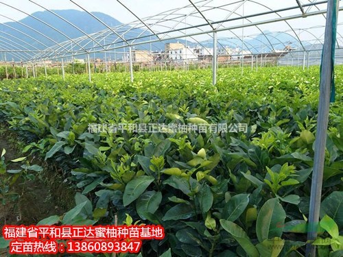 福建紅柚子苗批發(fā)|哪里有正宗紅肉蜜柚苗