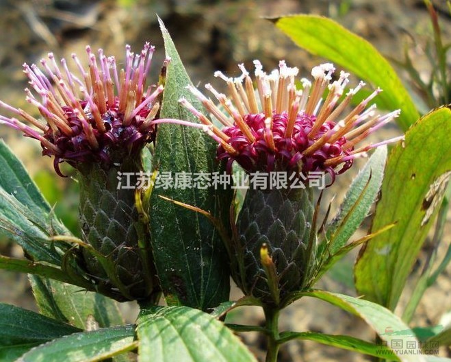 白術種子150一斤  量大優(yōu)惠