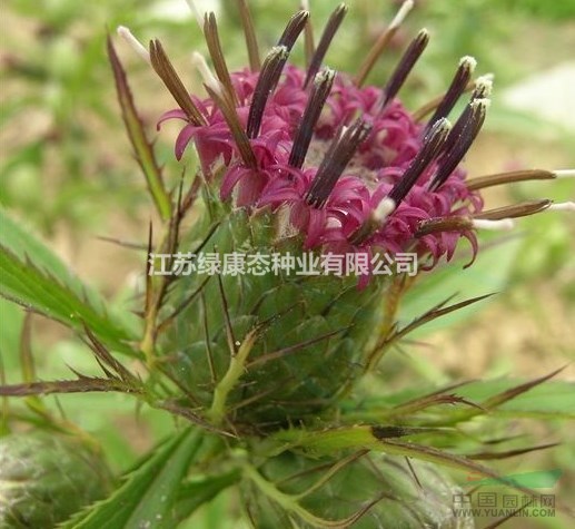 白術種子150一斤  量大優(yōu)惠