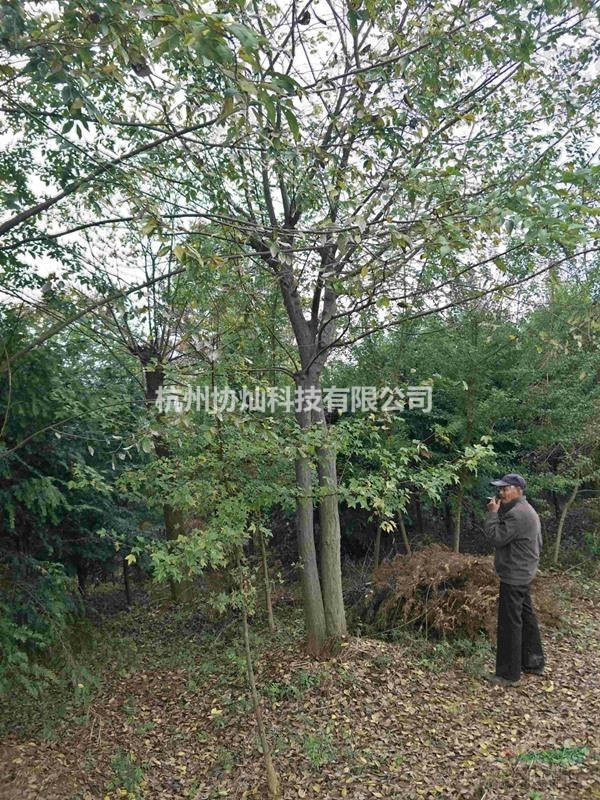 沙樸大規格25公分/30公分/35公分/55公分出售