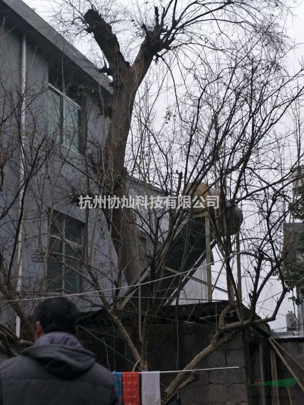 沙樸大規格25公分/30公分/35公分/55公分出售