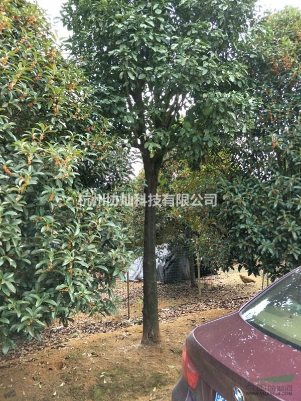 供應香泡30公分出售和22公分出售
