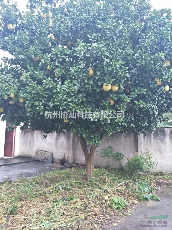 供應香泡30公分出售和22公分出售