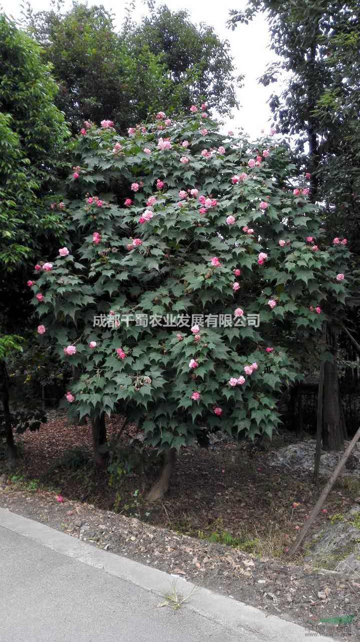 成都市花芙蓉 木芙蓉種植基地 基地直供 量大從優(yōu)