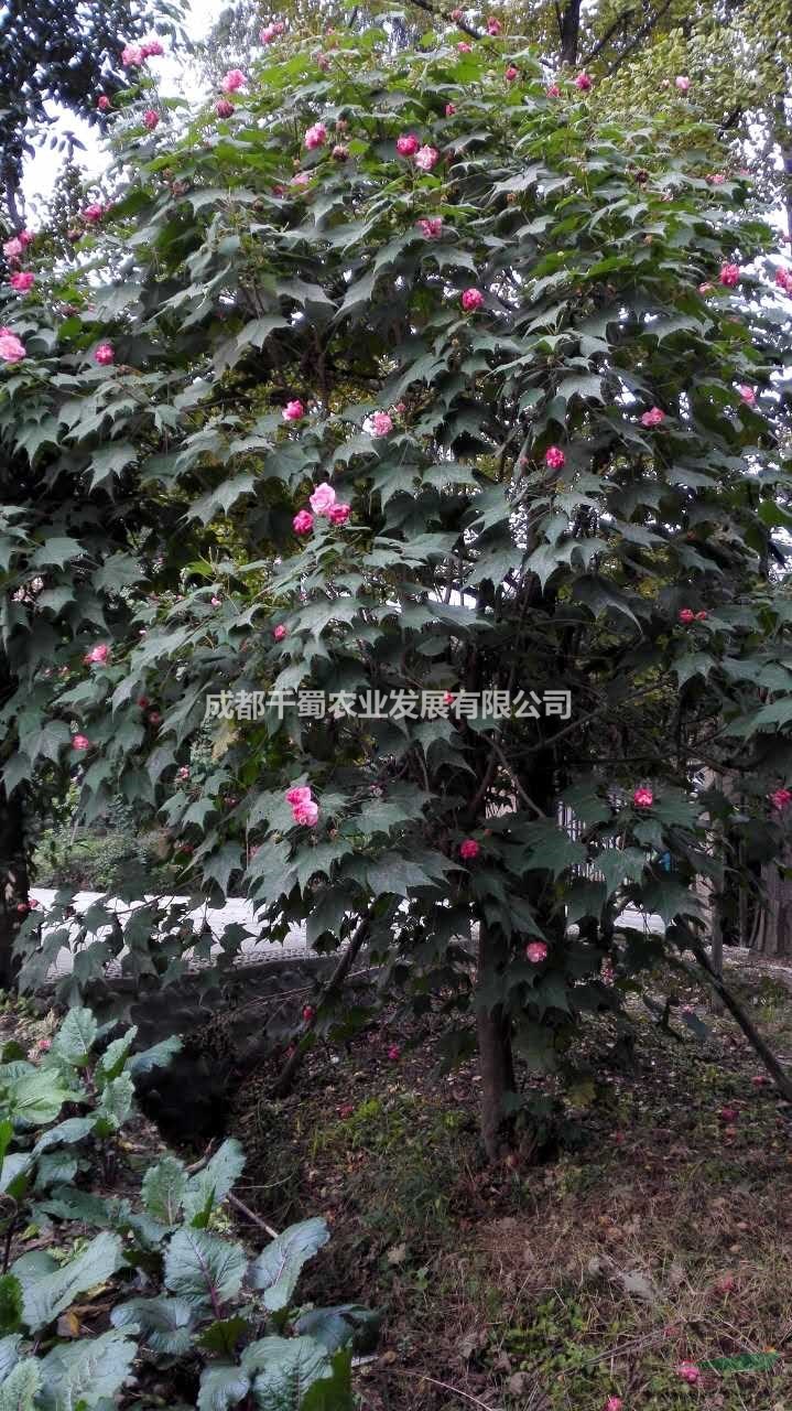 成都市花芙蓉 木芙蓉種植基地 基地直供 量大從優(yōu)