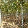 法桐市場，供應12公分-30公分法桐樹，產地直銷，苗好價低