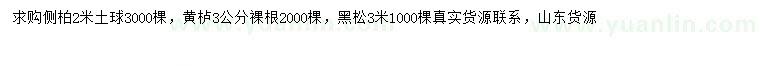 求購側柏、黃櫨、黑松
