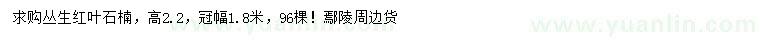 求購高2.2米叢生紅葉石楠