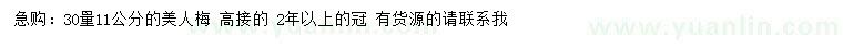 求購30量11公分美人梅