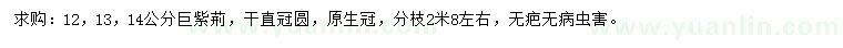 求購12、13、14公分巨紫荊