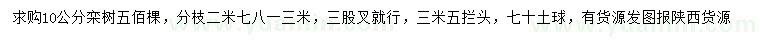 求購10公分欒樹
