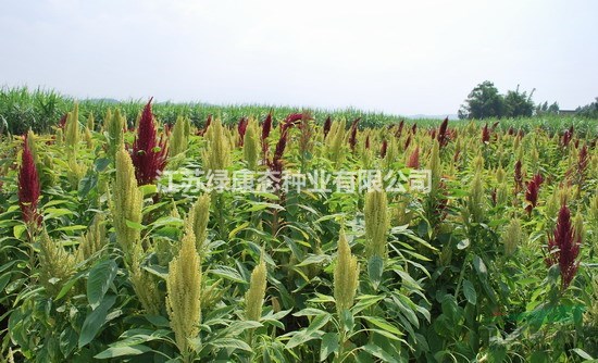 籽粒莧