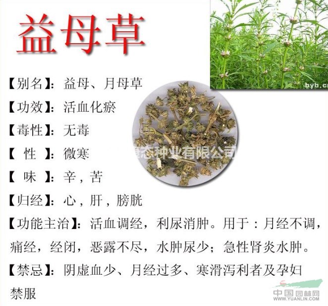 益母草田間管理，綠康態(tài)種業(yè)歡迎來(lái)電咨詢